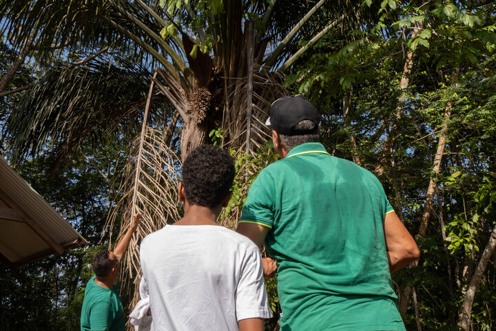 Contre la fièvre, la jaunisse ou l'eczéma : ces plantes médicinales chères à la Guyane