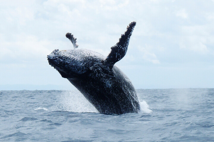 Ce que dit l'affaire Paul Watson de notre fascination pour les baleines