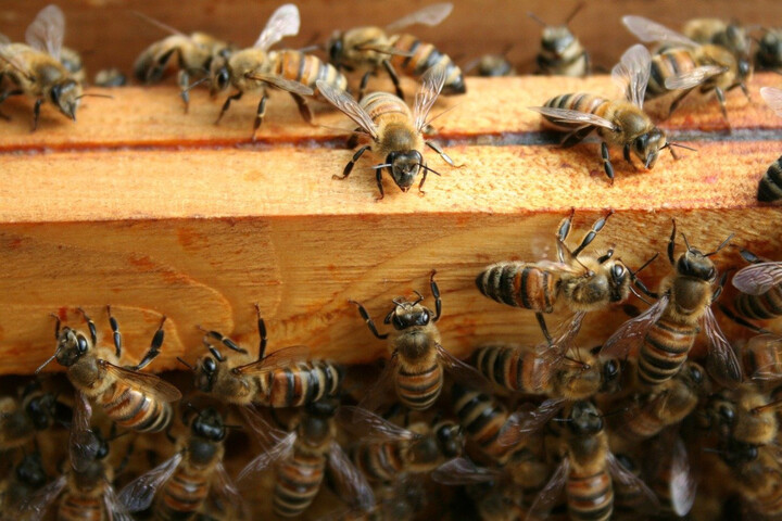 Attaque d'abeilles à Aurillac : 24 blessés dont 3 graves