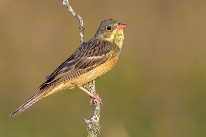 «<small class="fine d-inline"> </small>Votre jardin peut accueillir des oiseaux victimes de l'agriculture intensive<small class="fine d-inline"> </small>»