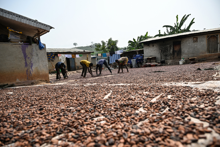 Chute des cours du cacao : en Côte d'Ivoire, les producteurs en détresse