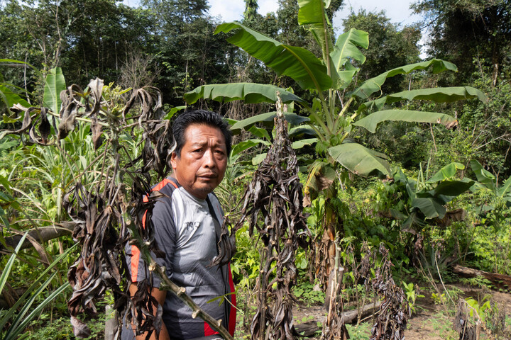 Culture du manioc : la crise agricole oubliée des pouvoirs publics