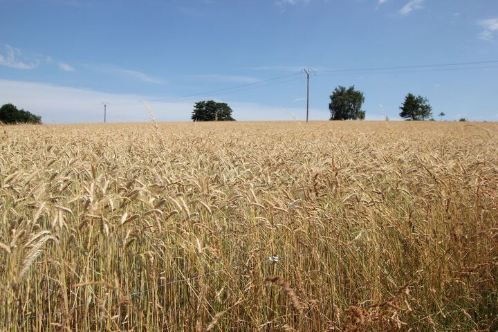 L'agriculture biologique victime d'un arbitrage budgétaire «<small class="fine d-inline"> </small>délétère<small class="fine d-inline"> </small>»