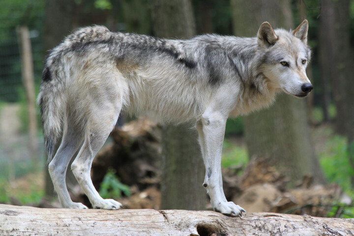 Chasse : la Suède veut réduire de moitié la population de loups