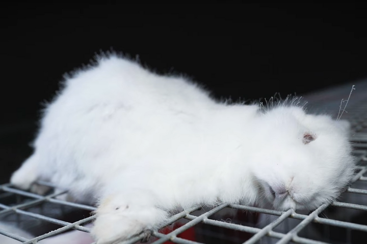 Carrefour maltraite des lapins, L214 porte plainte
