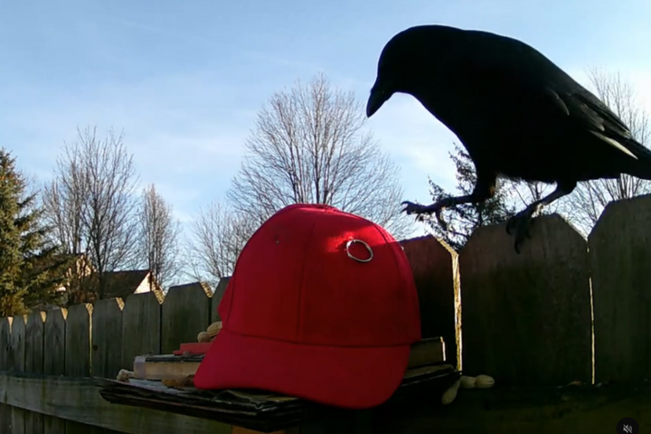 États-Unis : un homme entraîne des corneilles à attraper des casquettes pro-Trump