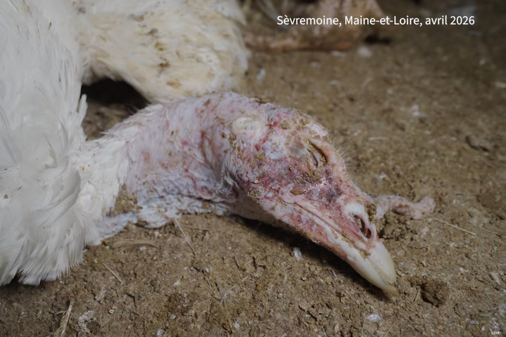 Des dindes maltraitées vendues sous marque Carrefour, montre une vidéo de L214