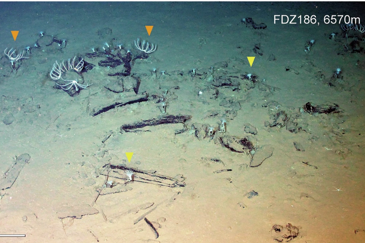 Le plus grand cimetière de baleines jamais découvert, à 7 000 m sous la mer