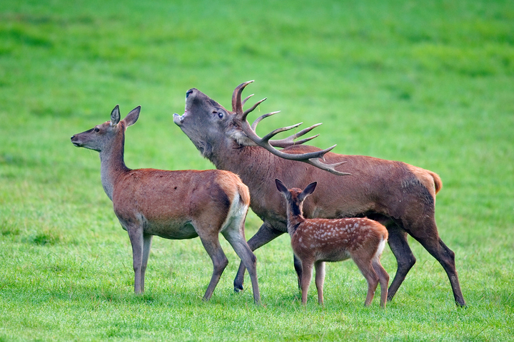 «<small class="fine d-inline"> </small>Interdisons la chasse aux cerfs pendant le brame<small class="fine d-inline"> </small>»