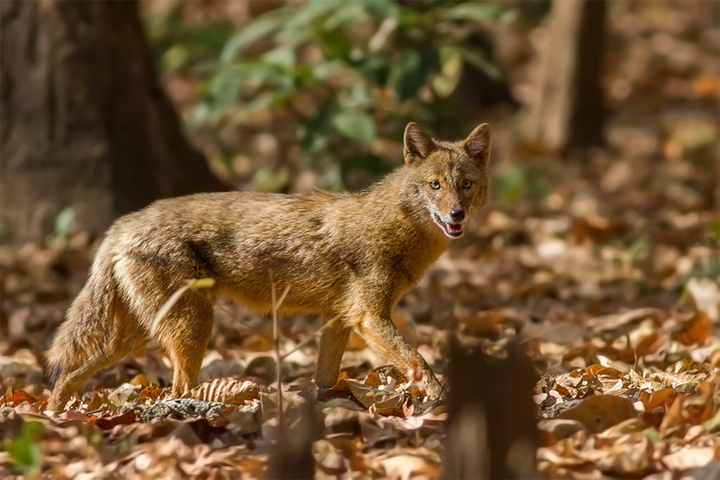 Chacal doré dans les Alpes : une présence confirmée