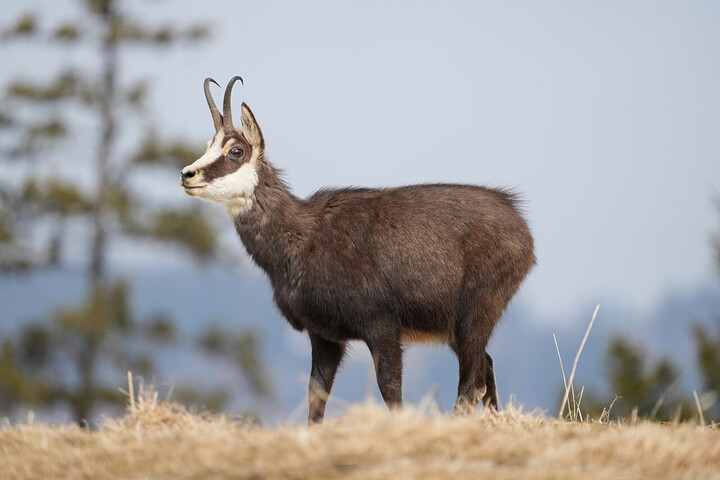 La préfecture du Doubs autorise l'abattage de 451 chamois