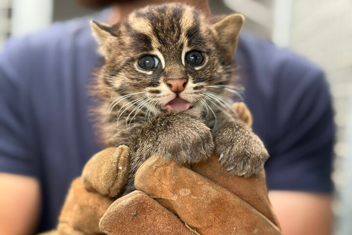 Deux chats pêcheurs, espèce vulnérable, sont nés dans un zoo français