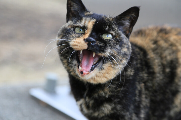 Les chats sont «<small class="fine d-inline"> </small>une des espèces les plus invasives au monde<small class="fine d-inline"> </small>»