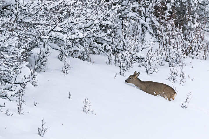 En montagne, le secret pour ne plus déranger la faune sauvage