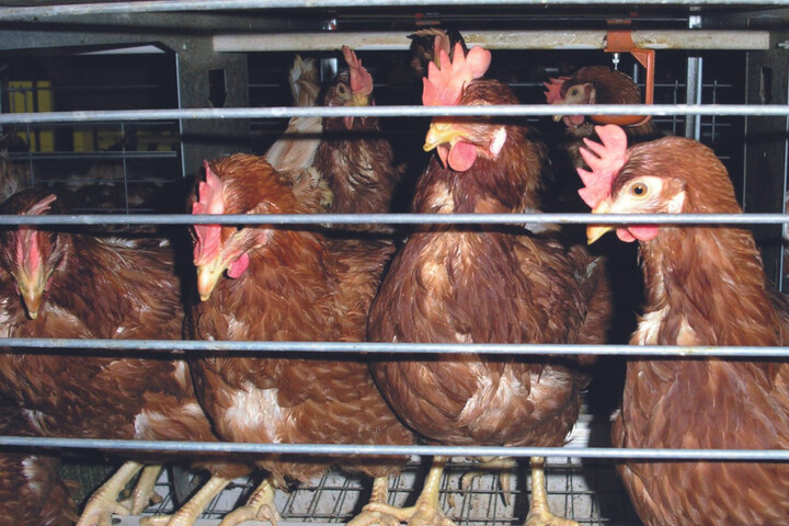 Élevage en cage : une plainte contre l'inaction de la Commission européenne