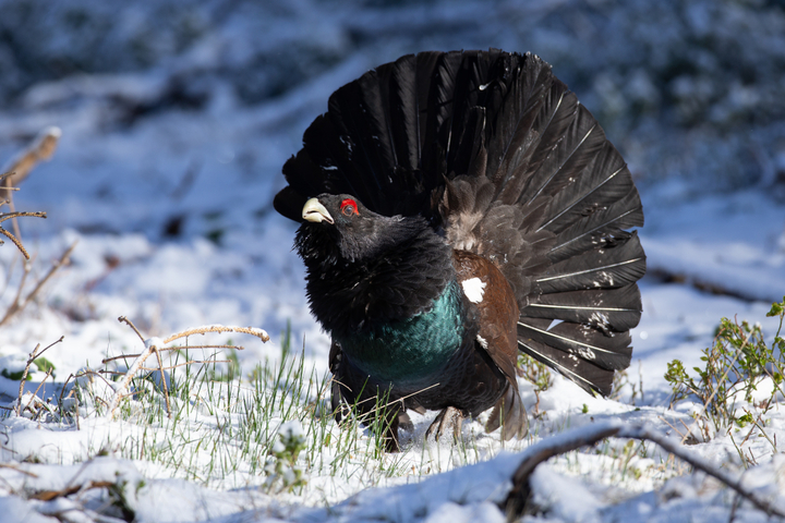 Les Vosges rouvrent la célèbre route des Crêtes au détriment de la reproduction des oiseaux