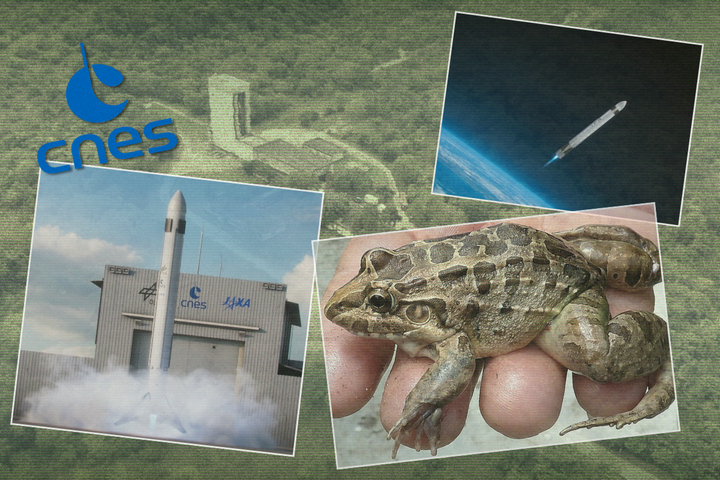 Une grenouille rarissime mène le Centre national d'études spatiales au tribunal