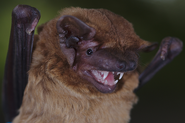 Une chauve-souris pourrait bloquer un projet d'autoroute