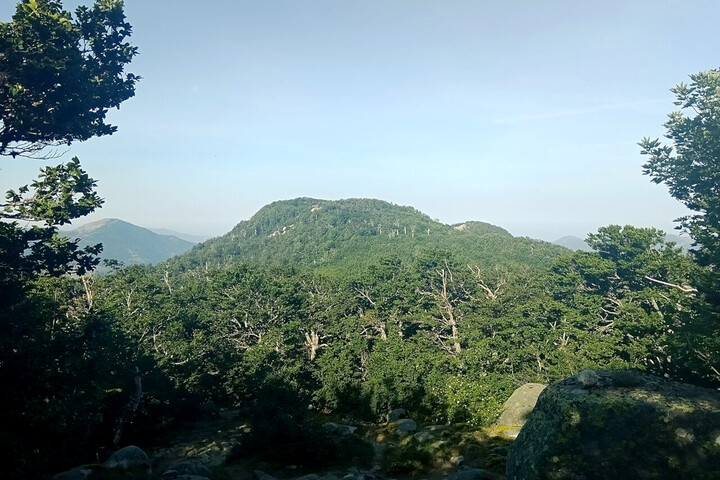 Changement climatique : la moitié des forêts françaises de montagne menacées