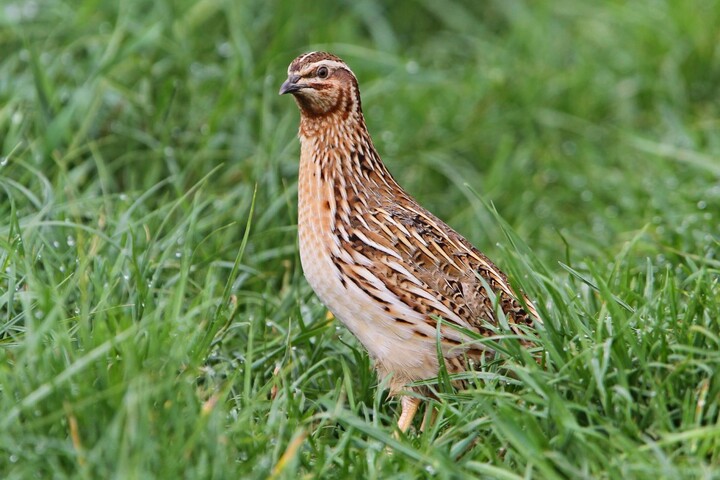 Oiseaux migrateurs : nouvelle victoire des chasseurs
