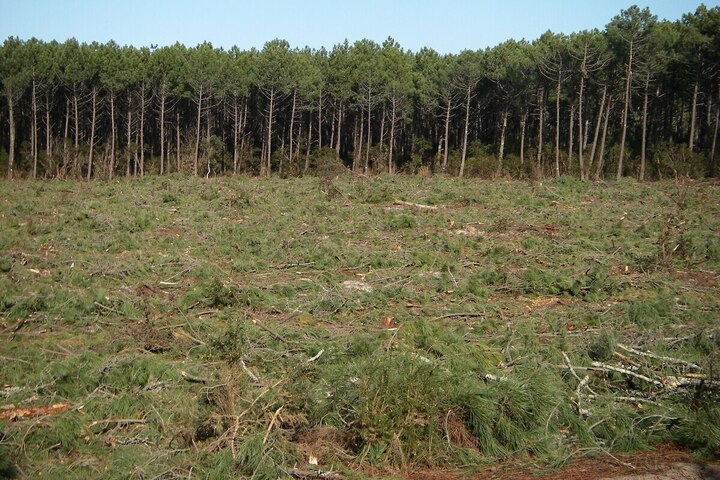 Une forêt coupée illégalement pour chauffer la Métropole de Tours