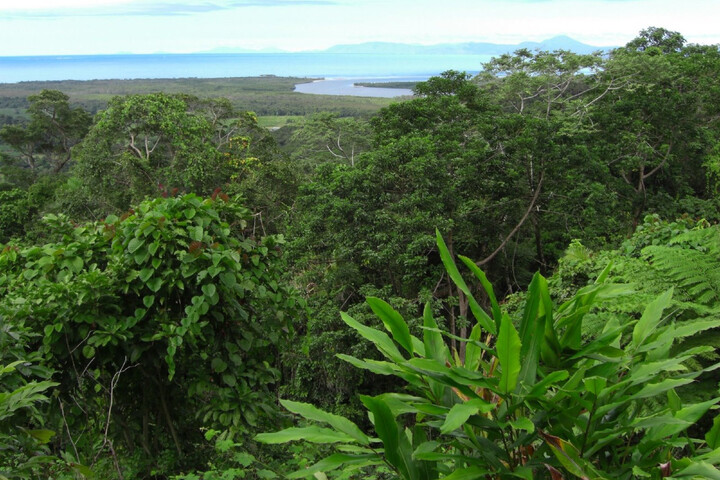 Une première : les forêts tropicales d'Australie émettent plus de <span class="caps">CO</span><sub>2</sub> qu'elles n'en absorbent