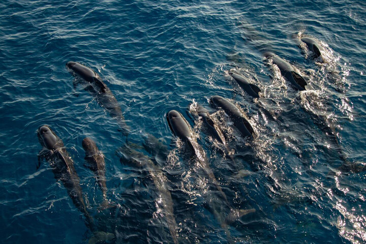 Dauphins tués : le Conseil d'État désavoue le gouvernement