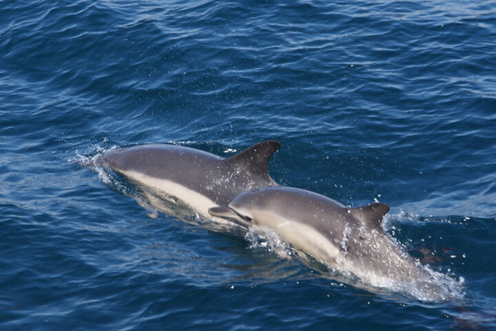 Protection des dauphins : un mois sans pêche dans le golfe de Gascogne