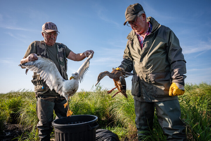 Botulisme dans les marais : la mort des oiseaux ranime de vieilles querelles