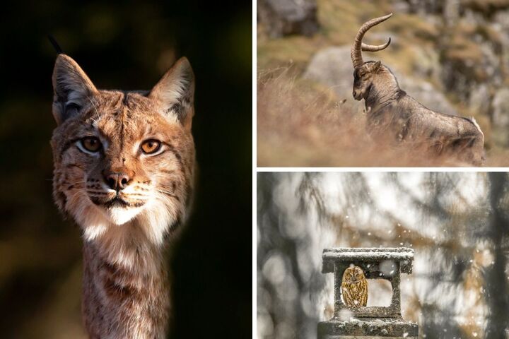 Sept photographes animaliers racontent l'histoire de leurs clichés