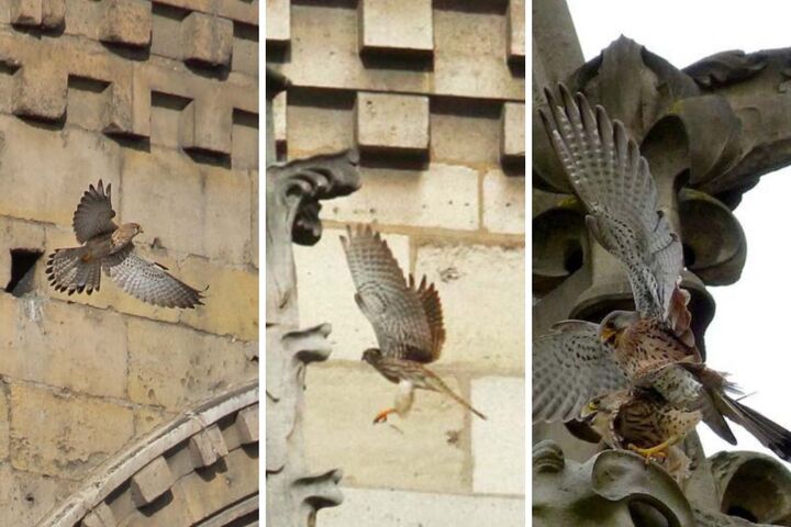 Faucon, moineau... À Notre-Dame, les oiseaux pourraient bientôt revenir