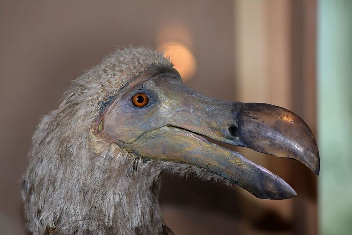 92<small class="fine d-inline"> </small>% des extinctions d'oiseaux ont été provoquées par les humains