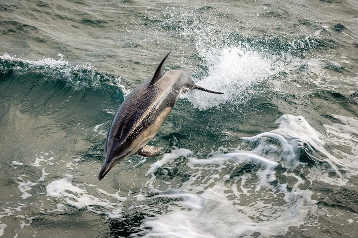 Milliers de dauphins tués : des caméras deviennent obligatoires sur les bateaux de pêche