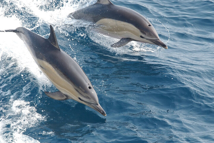 Pêche interdite : un mois de répit pour les dauphins du golfe de Gascogne