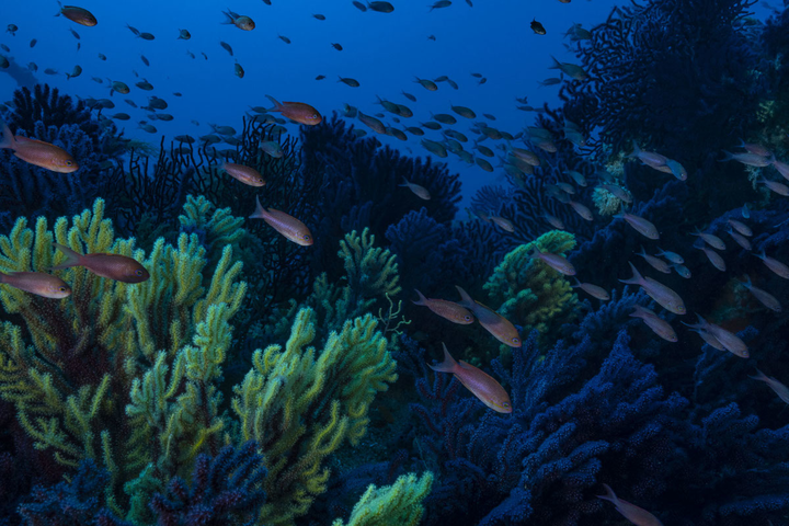En Méditerranée, des pêcheurs gèrent eux-mêmes une réserve marine