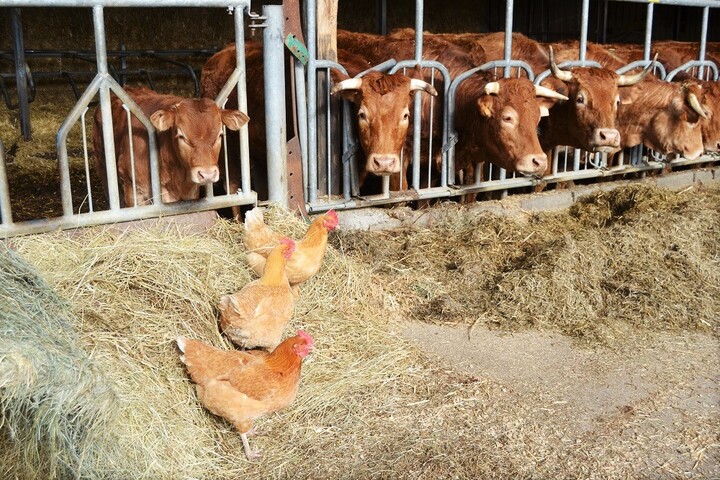 Malgré la crise, 62<small class="fine d-inline"> </small>% des agriculteurs bio restent «<small class="fine d-inline"> </small>optimistes<small class="fine d-inline"> </small>»