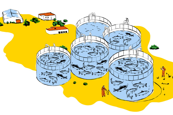 Les mégafermes à saumons, ou quand les «<small class="fine d-inline"> </small>industriels se prennent pour des dieux<small class="fine d-inline"> </small>»
