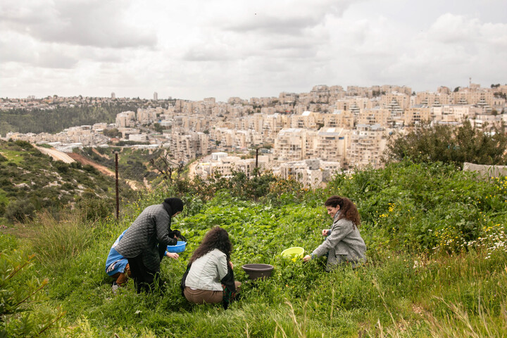 «<small class="fine d-inline"> </small>C'est une forme de résistance<small class="fine d-inline"> </small>» : il reconstruit le musée d'histoire naturelle de Palestine