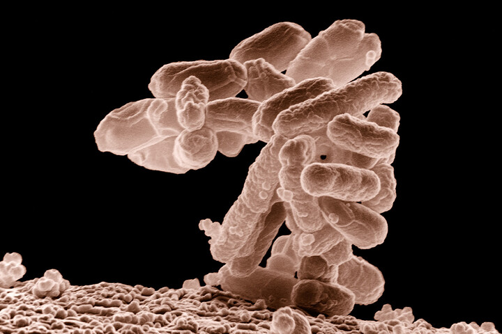 Des produits chimiques répandus dans la nature se révèlent nocifs pour nos bactéries intestinales