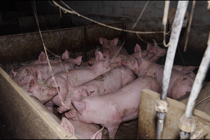 «<small class="fine d-inline"> </small>Cochons agonisants et mutilés<small class="fine d-inline"> </small>» : la préfecture du Finistère ferme un élevage porcin