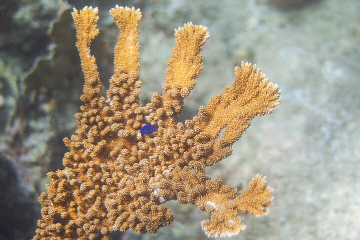 Les Caraïbes ont perdu la moitié de leurs coraux durs en 50 ans