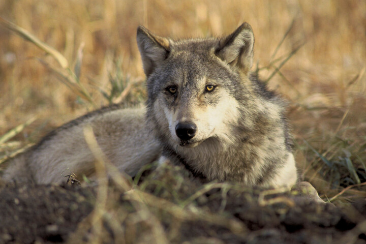 Loup moins protégé : le projet d'arrêté massivement décrié