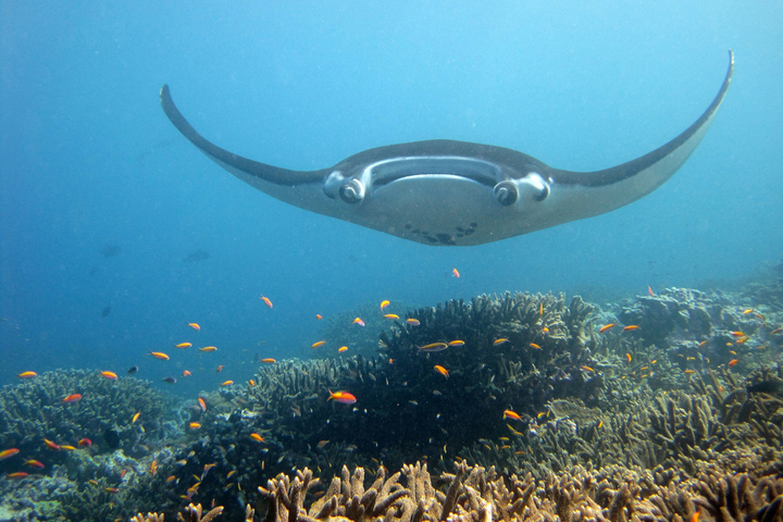 Requins-baleines, raies manta, okapis... Des dizaines d'espèces vont être mieux protégées