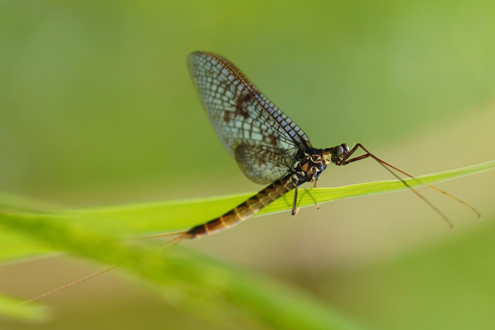 Une mouche de mai observée pour la première fois à Paris