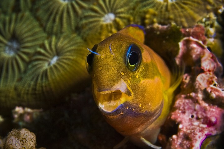 Les poissons moches intéressent moins les scientifiques
