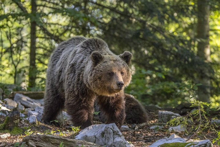 Ourse tuée en Ariège : le chasseur condamné à 4 mois de prison avec sursis