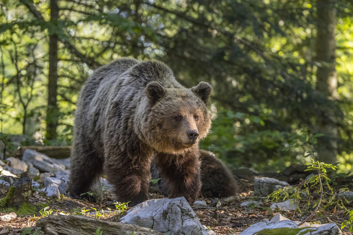 À la dernière minute, l'État autorise des tirs pour effrayer les ours