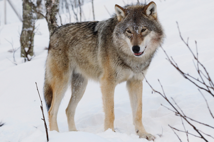 Moins de loups, mais des quotas de chasse identiques