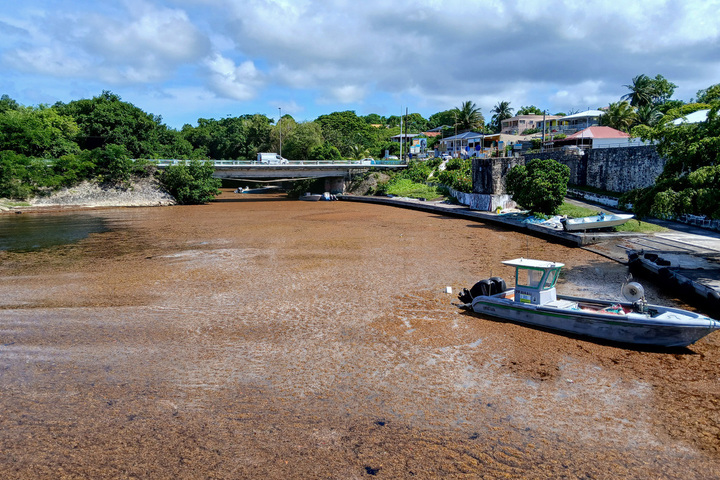 Les Antilles dépassées par l'invasion de sargasses