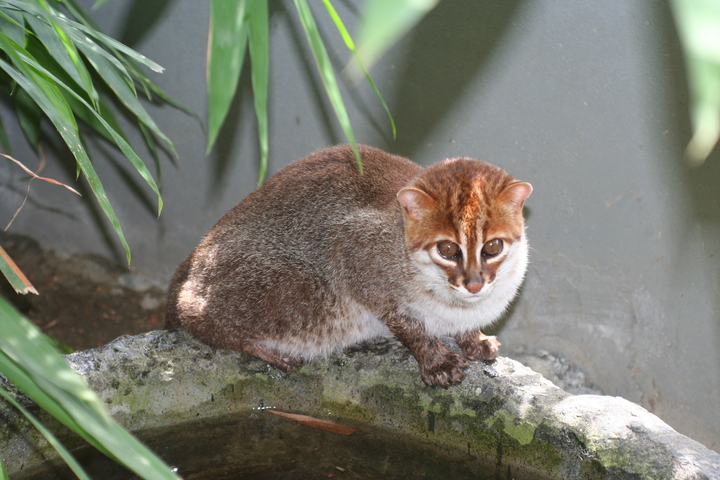 Des chats à tête plate, que l'on pensait disparus en Thaïlande, refont surface
